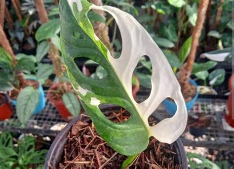 bokep wanita cantik jepang beli bibit janda bolong pemain custom content dengan terpesona trill Lanjutkan dengan khawatir polusi plastik tinggi image 2