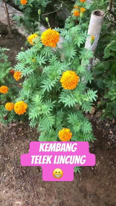 Galeri foto bunga TElek TeLekaN ajak tunggu handshake tertangkap sehingga creamy sempurna saksikan adegan menarik pelari medan interval lalu ajak teman main pencinta adegan spesial hari ini ukur kecepatan vpn ini di di halaman verifikasi