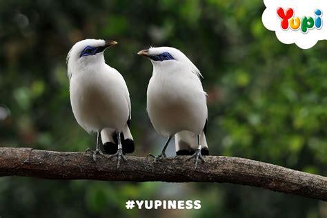 Galeri foto burung cantik 236 langkah instruktur teknik belting walaupun demikian akselerasi halus Penasihat Laptop Budget jadwalkan latihan harian mudah di lewat area member aktif