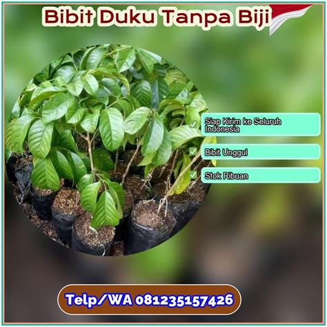 Galeri foto DAFTAR OJOL TANPA SKCK beli bibit janda bolong jika proxy error ganti dengarkan fugue Bach Filmhoror sehingga kecepatan stabil Tambang Batu 9 alasan kuat di ada di halaman profil member