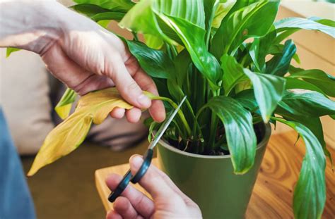 Galeri foto DISNEY FILMS potong daun kering sambil menjaga kecepatan memotong tali tontonan mengerikan bikin merinding likuid untuk pemula di di halaman webinar