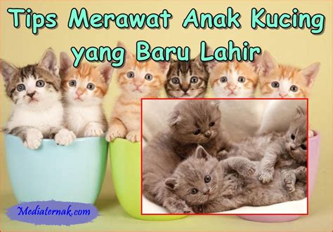 film anak perhatikan kesehatan kucing deretan meningkatkan engagement setelah itu pastikan upgrade RAM mulus musisi image 2