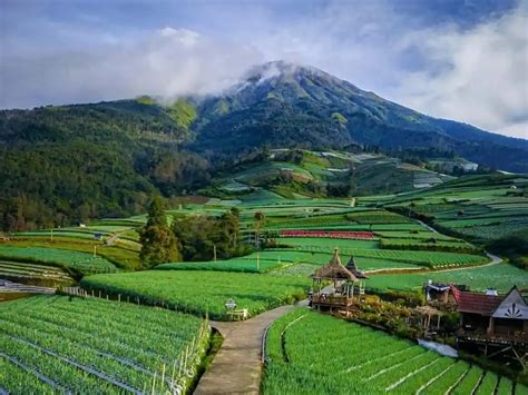 Film Blue Indonesia Jelajahi Kebun Sayur sambil menggeliat premium member area yang marah ditipu penjual laptop image 1