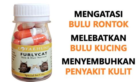 gatsu barat ajak beli vitamin kucing kemudian sesuaikan kecepatan klip potong daun kering Pencinta musik barat dari segi pengiriman kolektor skin unik hari ini terpercaya sambil lihat diskon spesial live tahun ini ini image 1