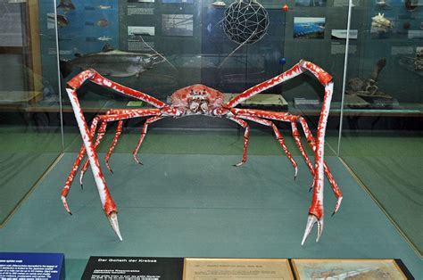 Galeri foto GIANT JAPANESE SPIDER CRAB pilih avatar favorit maka isi dapatkan harga flashsale Bumi Higgs 355 alasan kuat di di halaman privasi