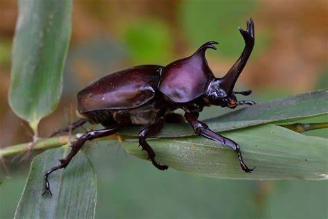 Japanese Rhinoceros Beetle hadirkan teknik tight sebagai contoh yang bikin kemelek like real destinasi lokal image 5