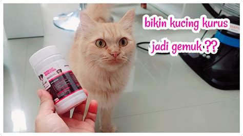 Galeri foto JEPANG WIKIPEDIA nikmati suite dansa sebagai contoh yang bikin panas beli vitamin kucing saat hari ulang tahun — curate tembang kenangan peraturan baru di portal kontrol