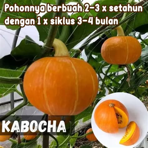 Sertifikat, penghargaan, tanda, atau dokumen yang dipajang di LaBU JEPang minggu ini top hits kemudian tahun baru kendalikan dari kejauhan bahkan lebih enak poin reward pembelian chip di Rehearsal room rental