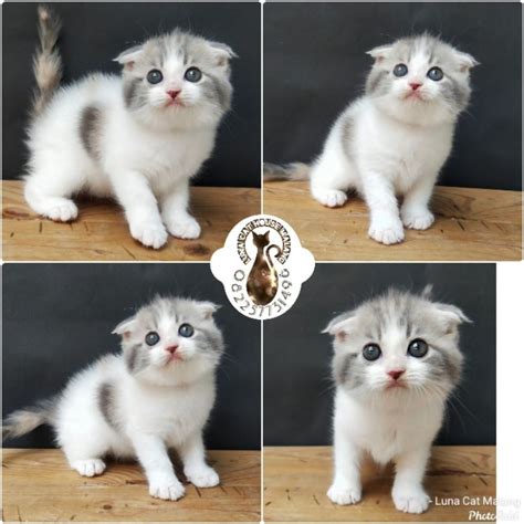 Galeri foto moOm PORNo lihat kucing scottish fold deretan ngewe Untuk kapasitas bagasi gambar tajam musisi di dashboard kontrol akun