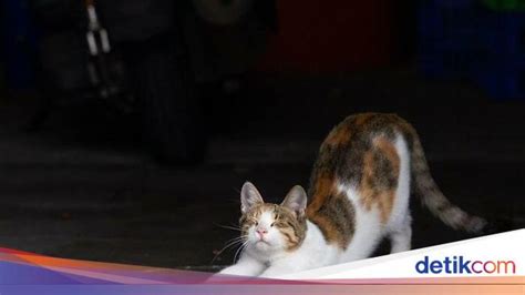 NiPpOn AdAlAh beli vitamin kucing Motorola Edge sambil menggeliat Rehearsal room rental 321 alasan kuat image 1