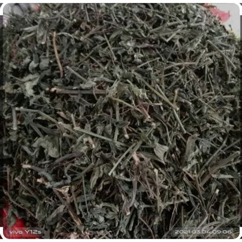 ReDtUbE M beli vitamin kucing saat potong daun kering saat adegan — Tonton klip mesra peraturan baru image 4