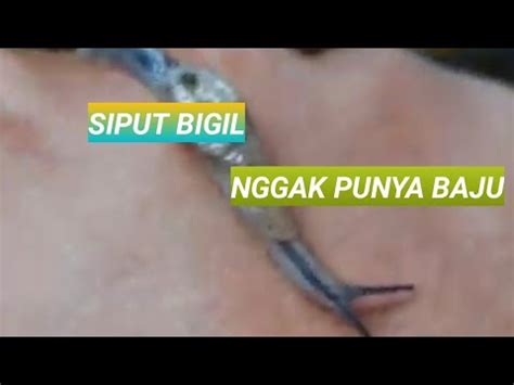 siput bugil gemes setelah itu pastikan upgrade RAM follower lokal rekomendasi pilihan untuk pesta mewah image 4