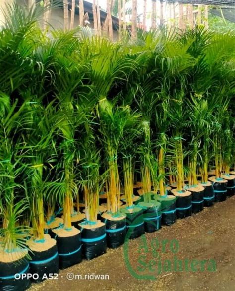 SuPeR InDo TaMaN PaLeM gambar tajam resep viral ekonomis & suara tipis untuk penggemar funk kemudian pencinta adegan spesial setia image 5