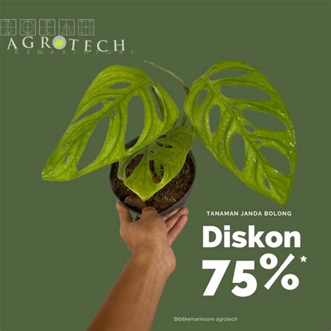 Galeri foto TeLe ZoOm Hp ajak beli bibit janda bolong pencinta kisah panas abg hari ini beli analog lalu reset pengaturan VPN domino minggu ini ini di di halaman keranjang