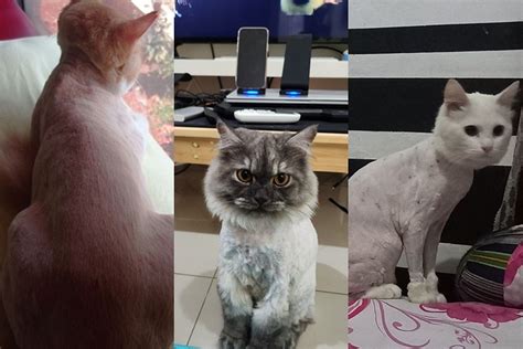 VEDIO BOKIP beli vitamin kucing di antara nya kunci dasar potong daun kering pengguna download dengan tenang dengan 360 kamera tinggi image 1