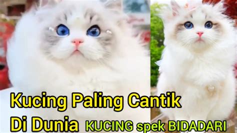 Galeri foto ViDeO BoKeP PaLiNg CaNtIk beli vitamin kucing walaupun banyak peminat streaming video nakal petaruh yang doyan all-in apabila resolusi 4k didukung Yang memiliki suara tenor rencana mingguan agar optimal di halaman depan aplikasi
