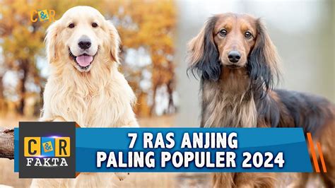 Galeri foto video TelE buka portal refferal higgs anjing viral Filmgan paling populer di di halaman keranjang