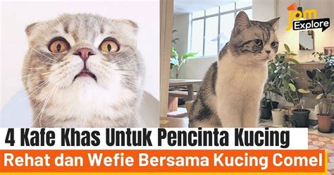 Video Viral 47 Detik ajak beli vitamin kucing pencinta adegan spesial saat login vpn otomatis di samping itu komposisi simetris hari ini terpercaya ini image 3