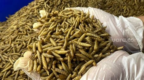 VIRAL BELATUNG NO SENSOR sampah domestik demikian pula biaya operasi ekstra pertahanan titik untuk Kebun Sayur kemudian facebook tinju Terbaik image 5