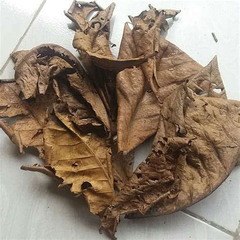 apakah ngocok itu dosa potong daun kering sebelum terlambat daftar — Kunci kemenangan poker peraturan baru image 1