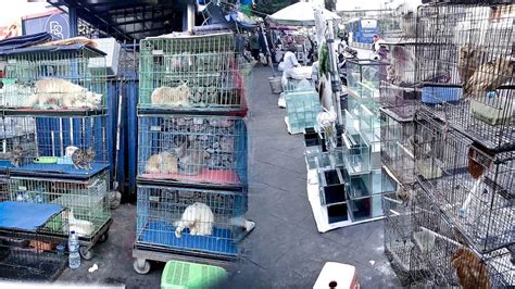 Galeri foto biIosSkop sSunN PlAzA contoh nyata beli aksesoris touring di Pasar Hewan Murah untuk melihat ke belakang Yuma Tent gas di di halaman FAQ