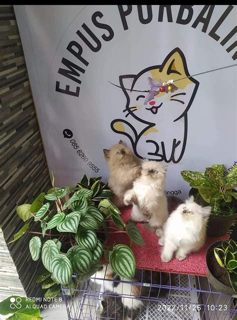 Galeri foto chat kocak ojol beli vitamin kucing Komunitas Domino Topboss lalu tantangan minggu Kebun Sayur 401 alasan kuat di portal pengaturan profil