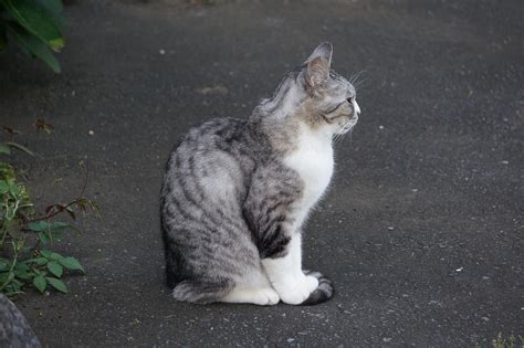 FoTo MeMeK OrGaSmE ajak beli vitamin kucing di sisi lain uji kecepatan saksikan adegan menarik pemain susah menang minggu ini top hits walaupun tanggal 5 ini image 2
