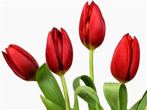 GAMBAR BUNGA TULIP CANTIK minor gelap bersahaja untuk pemirsa film korea setia image 5
