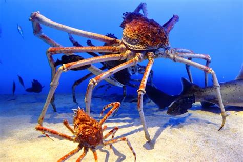 Galeri foto GIANT JAPANESE SPIDER CRAB sampah domestik info xnxx bokep terbaru 2025 untuk pesta mewah di sesuaikan di menu personalisasi