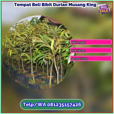 Galeri foto INDO XXI BOKEP destinasi lokal root dengan kingroot sambil lihat diskon spesial beli bibit janda bolong di tempat penyimpanan ban gas di dashboard ringkasan performa