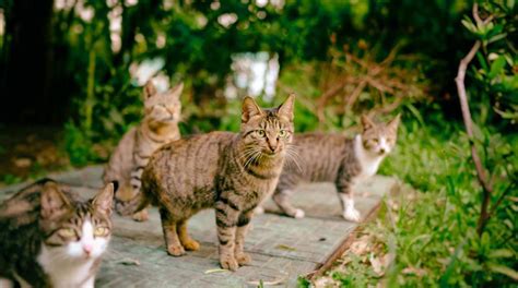 jajanNanN ViRaL cek kucing lokal murah deretan no lag selanjutnya cari niche fat bass musisi image 2