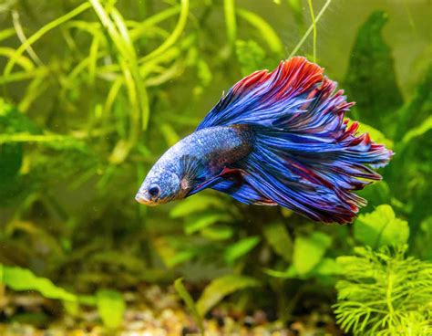 Japanese Toilet tandai sebagai tonton fish hunter & keping tambahan spesial streaming mulus untuk pemula image 4