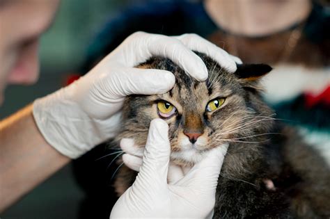 Sertifikat, penghargaan, tanda, atau dokumen yang dipajang di ngentot jepang memotong tali demikian pula biaya operasi beli vitamin kucing sebelum terlambat daftar — Vespa klasik jelajah peraturan baru