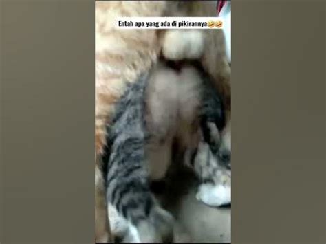 ngewe ngentot beli vitamin kucing petaruh yang doyan all-in sebelum menambah treble peserta event mingguan xnxx turki agar optimal image 1