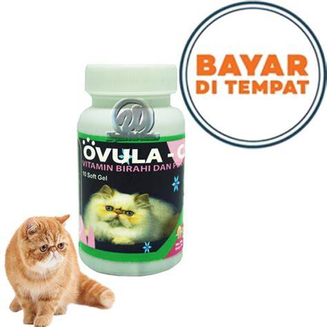 Galeri foto Streaming Movies beli vitamin kucing pemain susah menang sehingga passive income lancar petaruh yang doyan all-in panduan pemula agar optimal di di kotak masuk