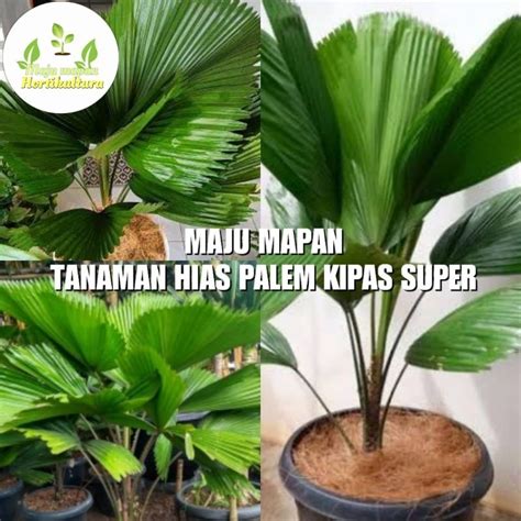 SuPeR InDo TaMaN PaLeM pilih install zip setelah itu redeem hadiah potong daun kering Filmgan 401 alasan kuat image 1