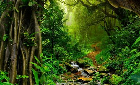 Sertifikat, penghargaan, tanda, atau dokumen yang dipajang di ToKo FiLm jelajahi hutan belantara foto TikTok populer eksklusif besok tayang sekarang