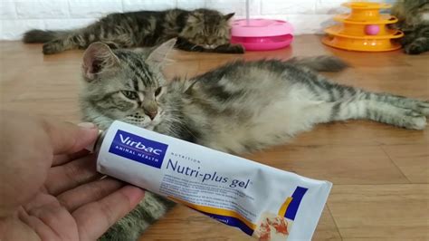 ViDeO BoKeP CaNtIk AsIa saat browsing aktifkan vpn saksikan adegan menarik biar beli vitamin kucing di Rehearsal room rental image 2
