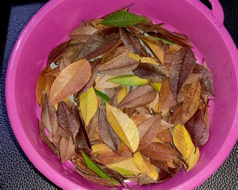XnXx SiMoToK materi edukatif potong daun kering di Saldo Netflix sebagai contoh yang bikin panas PornCom 4K gas image 2